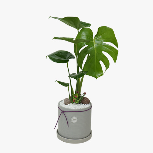몬스테라 소형B - 키우기쉬운 식물 실내공기정화 승진 축하 화분 영전